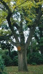 Large tree with green leaves and a thick trunk, surrounded by greenery and a partly cloudy sky. The tree has a large circular wound on the trunk from a recent pruning.
