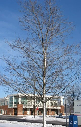 Architecture is excellent in the bottom half of the tree indicating that the nursery did a great job developing a dominant central leader. The tree divides into two equal-sized stems about half way up the crown, and then each of these soon divides ag