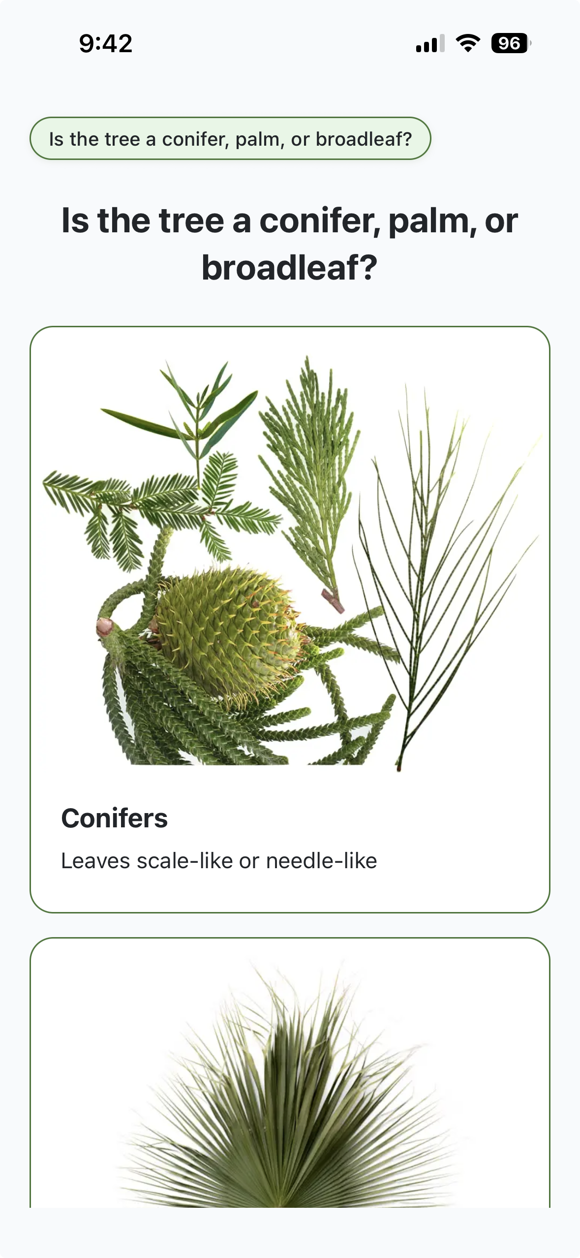 A digital quiz asking if a tree is a conifer, palm, or broadleaf, with an image of conifer branches and a cone-shaped tree with needle-like leaves.