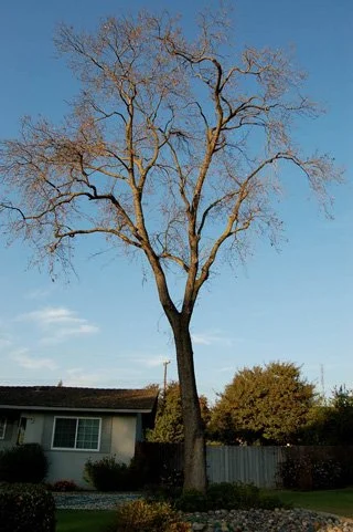 	This tree has good structure until half way up the trunk where it forks into two equal-sized, codominant stems. Stems of equal diameter are not as well connected as when one is considerably smaller in diameter than the other. If there was a bark in