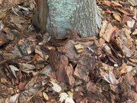 Close-up of tree roots and fallen dry leaves on the ground