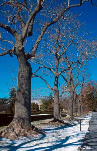 A row of leafless trees along a sidewalk.
