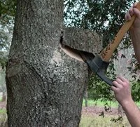 Person chopping a large tree with an axe