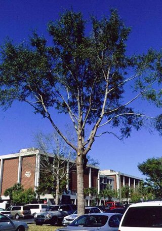 A tall tree with green leaves in front of a parking lot filled with various cars. The sky is very blue. The tree trunk shows many round wounds from previous pruning cuts.