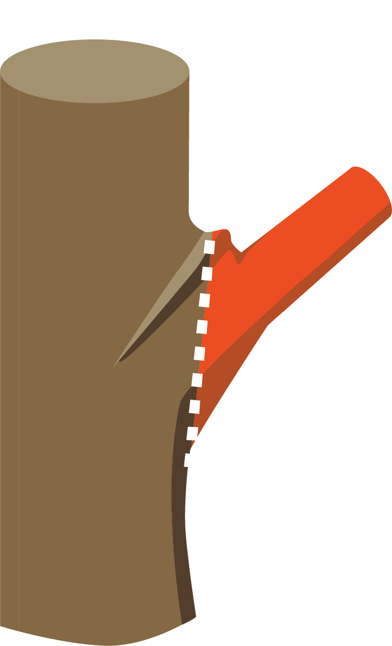 Illustration of branch connecting to tree trunk with a white dashed cut line showing a pruning cut parallel to the direction of the trunk. The cut line bisects the swelling at the connection between the branch and trunk.