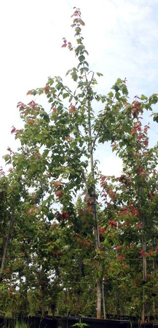 Young tree with green and red leaves. At the top of the tree, only one straight branch extends upwards.