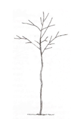 A simple drawing of a leafless tree with multiple branches on a white background.