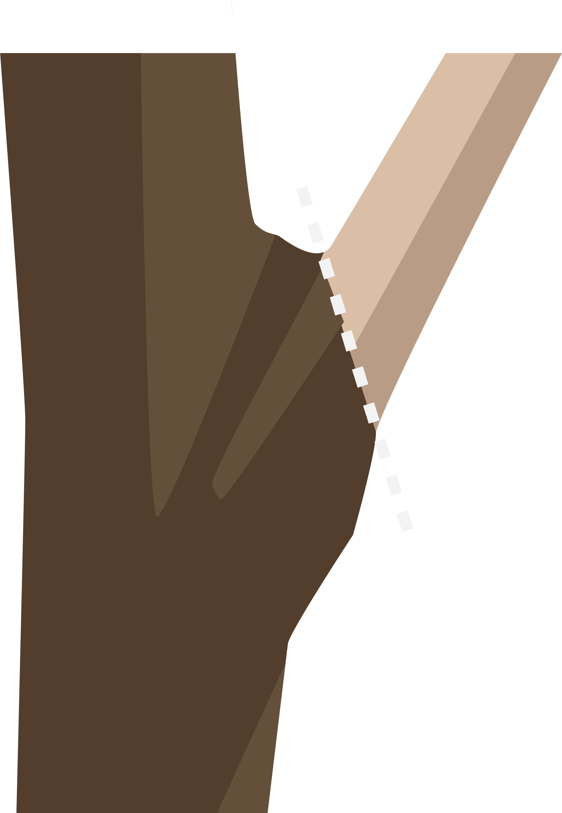 A close-up illustration a branch attaching to a trunk. A white dashed cut line shows the location where the branch should be cut-- just above the swell where the branch and trunk attach.