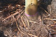 A small plant with a smooth, light-colored sprout emerging from the soil surrounded by roots.