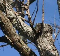 Sprouts emerging behind a reduction cut are not harmful and help close the cut wound