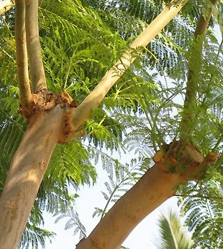Close-up of a tree with green leafy branches against a blue sky. Branches are smooth and bare, with Many thin leafy branches coming out of the top.