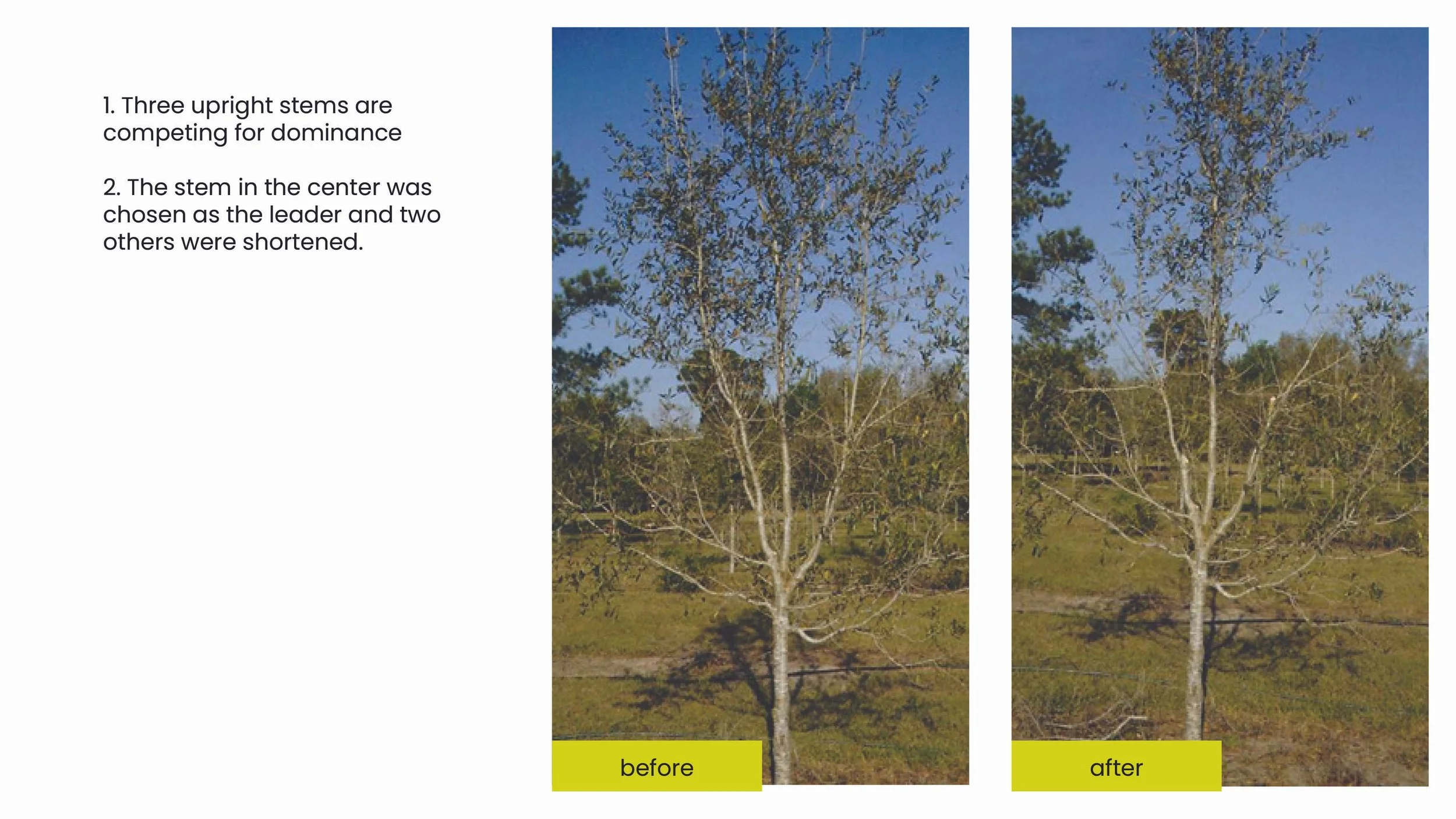 Structural Pruning Pages4.jpg
