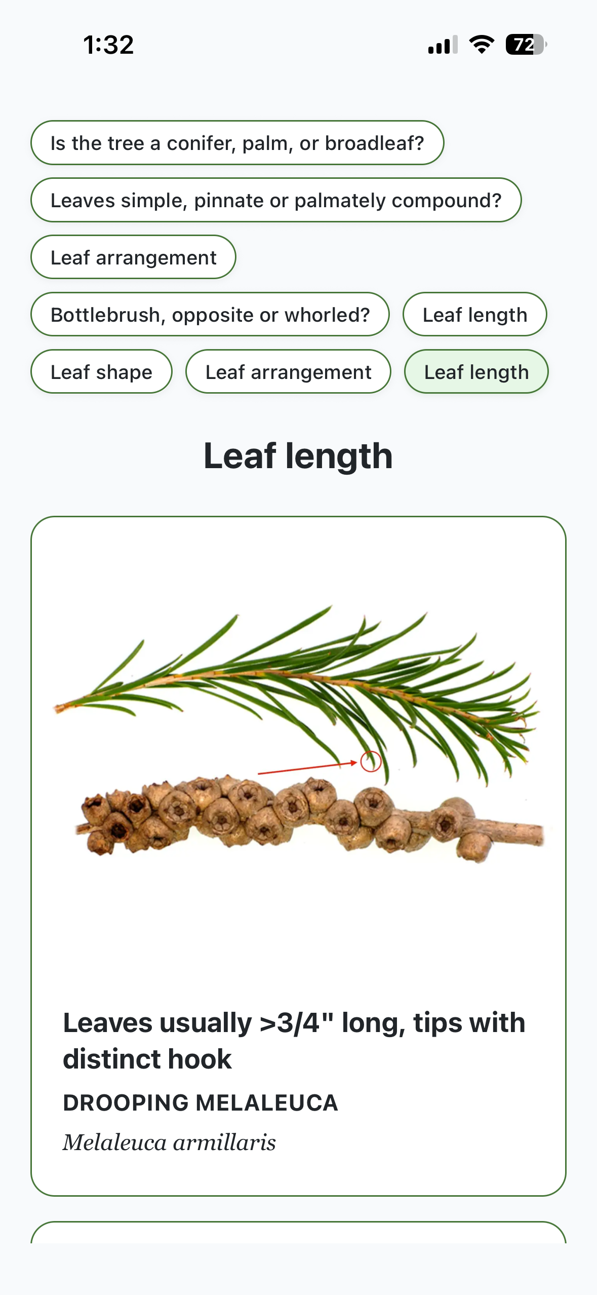 A diagram showing a conifer branch, with long leaves and a cluster of seed cones.
