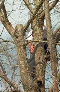 The arborist has just made a reduction cut on the elm