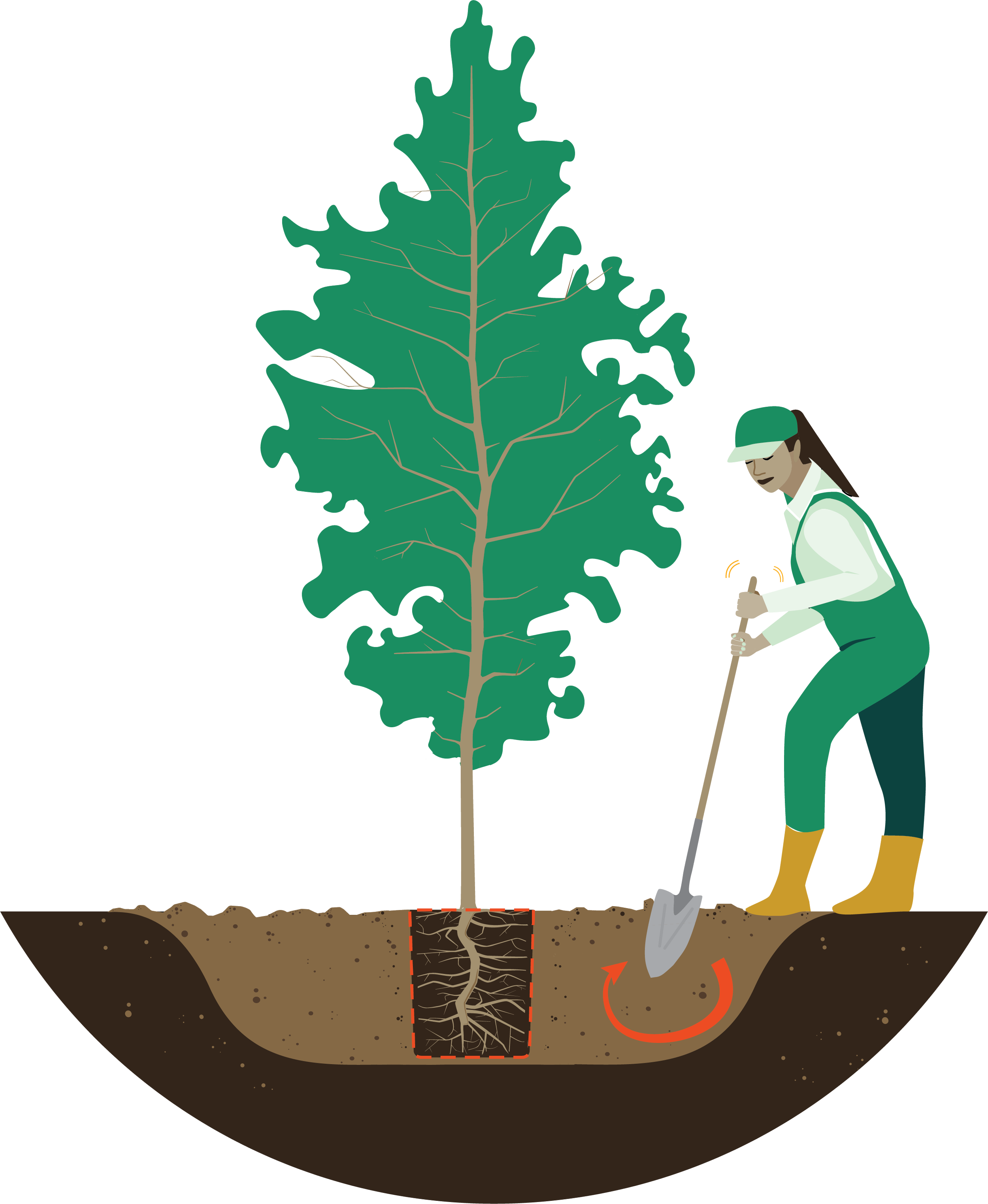 A section of a tree being planted, with the root system of the planted tree visible. A woman dressed in green overalls is loosening the soil around the tree with a shovel moving in a back-and-forth motion in the soil.