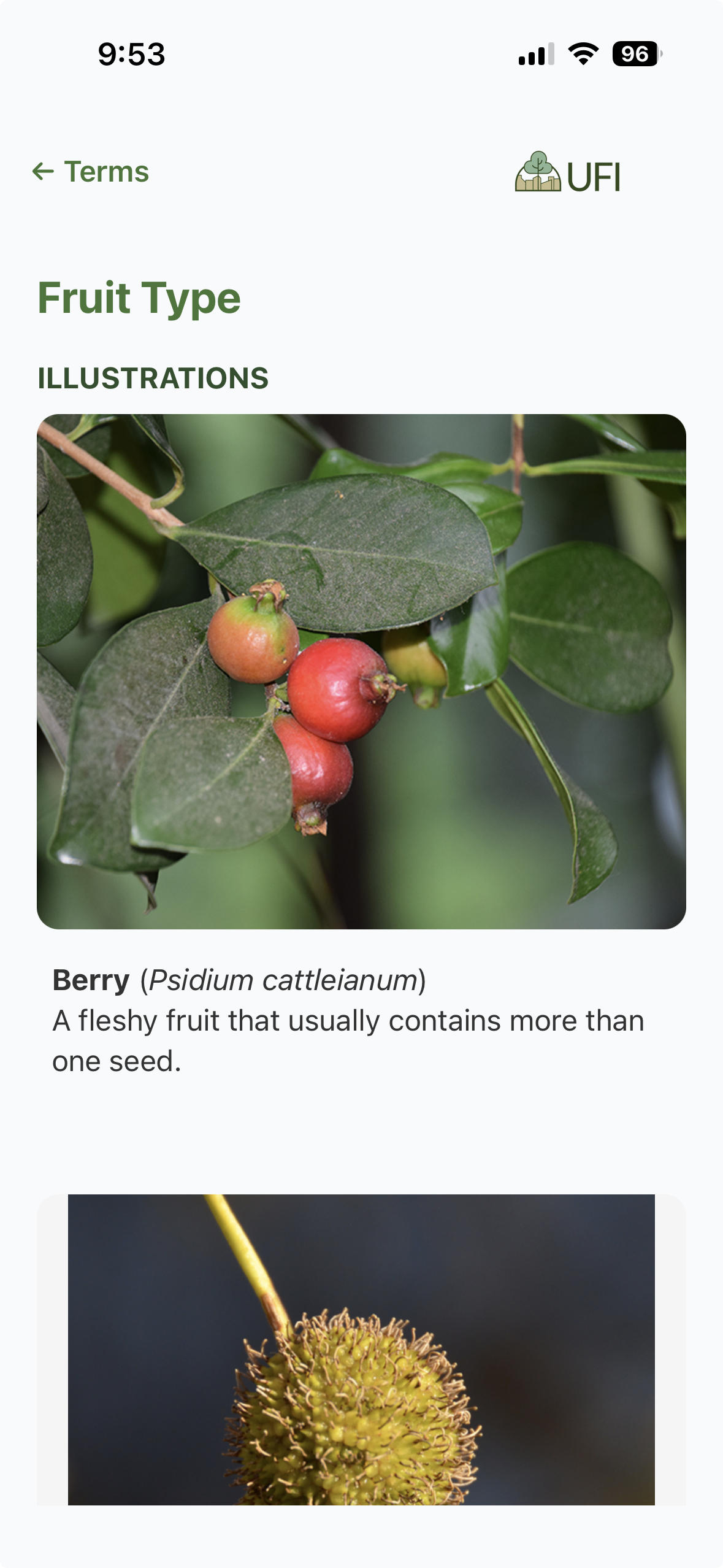 Close-up of a cluster of ripening red and green berries on a plant with green leaves, labeled as Psidium cattleianum, commonly known as a berry.