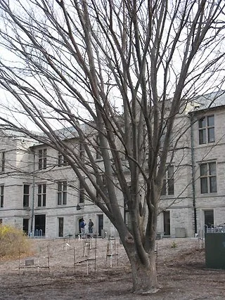 Upright oriented lower limbs, no central leader