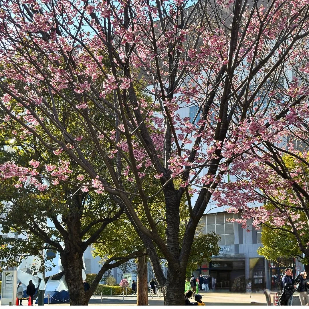 Sakura Tree at Odaiba, Japan - during March tripn
