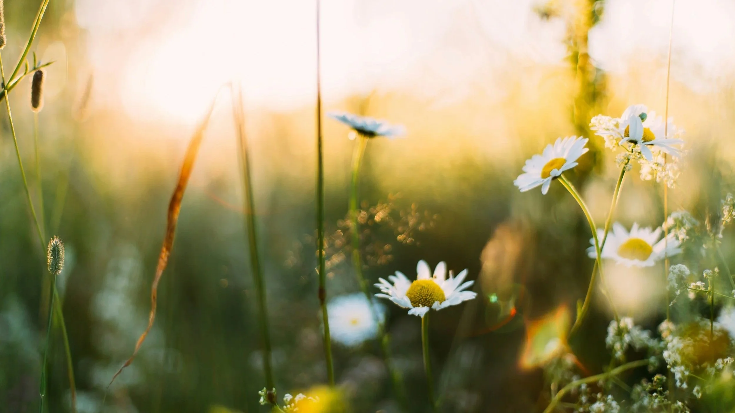 Spring Equinox Ritual: Let Go &amp; Bloom