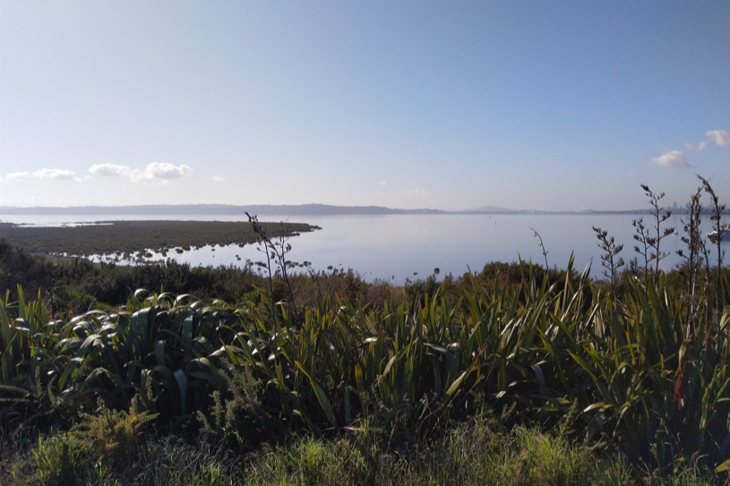 Restoring the rare wetlands and native wildlife of Orangihina Harbourview Reserve, Community Waitākere is bringing the land and community together to protect this treasured ecosystem for generations to come.
