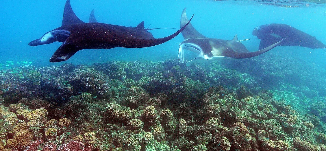 Manta ray.PNG