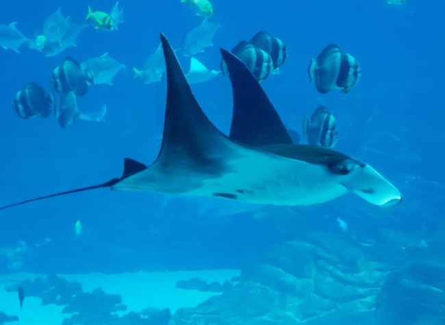 Ray.PNG
