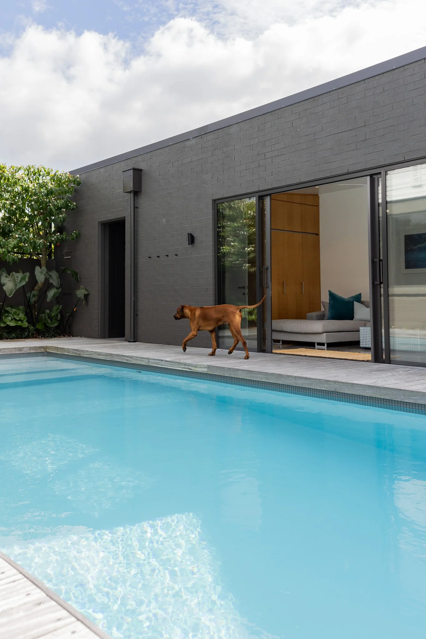A brown dog walking along the edge of a swimming pool outside a modern house with sliding glass doors, a gray brick exterior, and interior wooden wall paneling.