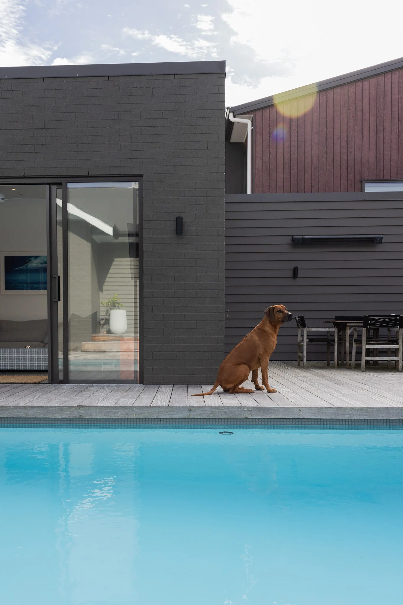 A brown dog sitting on a wooden poolside deck near a swimming pool, with modern houses in the background.