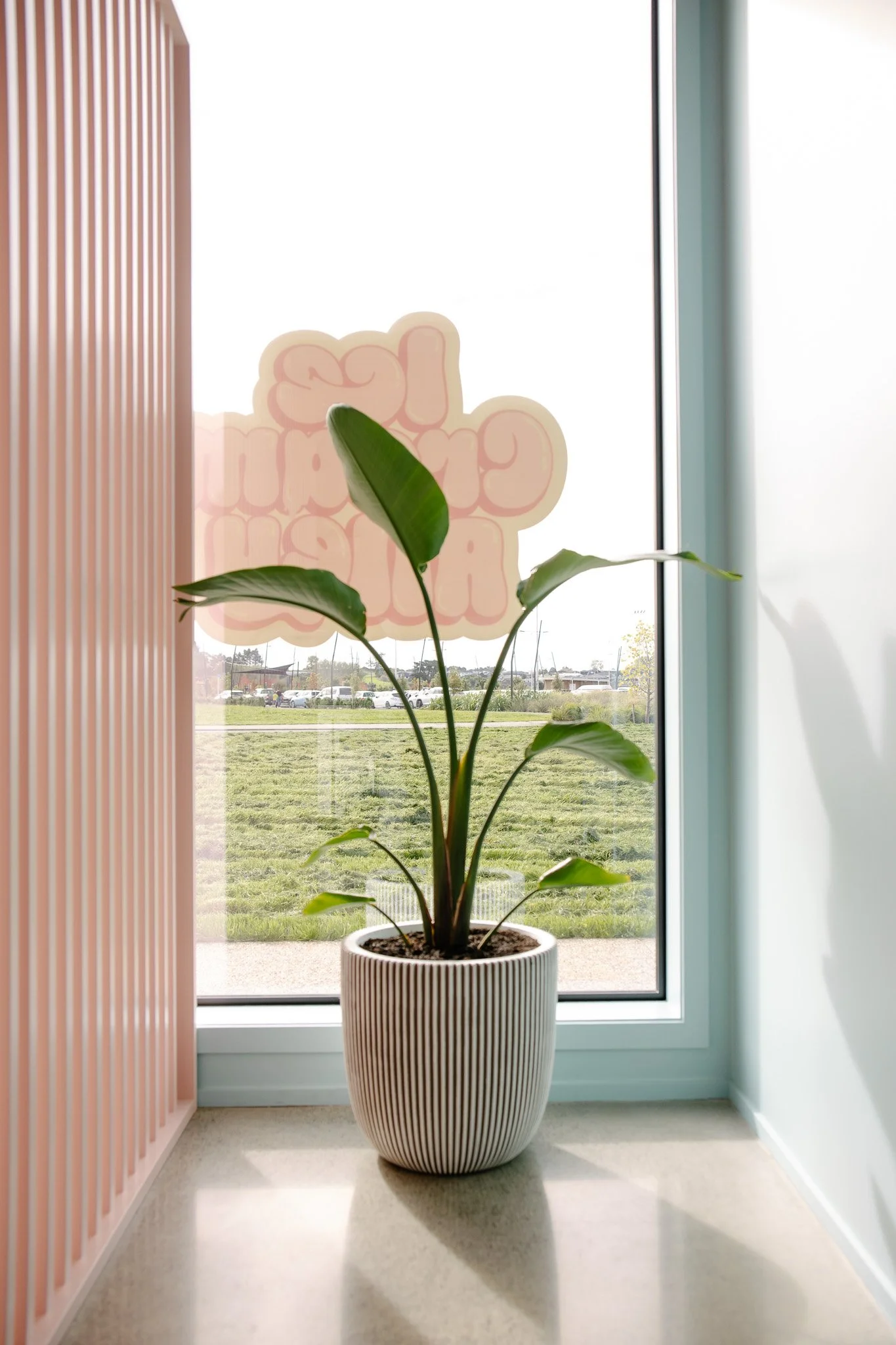 Potted plant with large green leaves in front of a window at a commercial or office space.