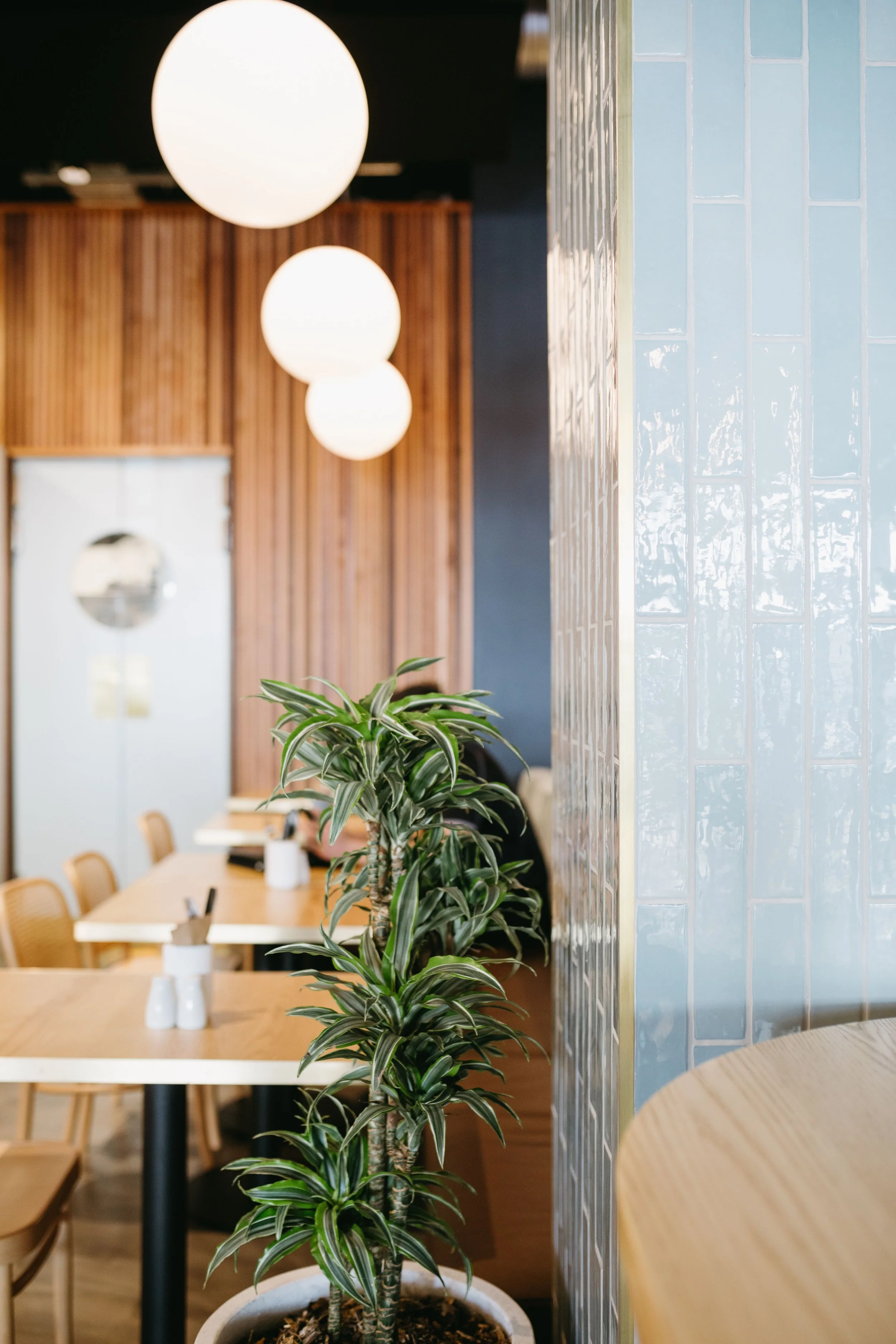 Interior of a modern restaurant or café with a potted plant, wooden tables and chairs, blue tiled wall, and hanging round white lights.