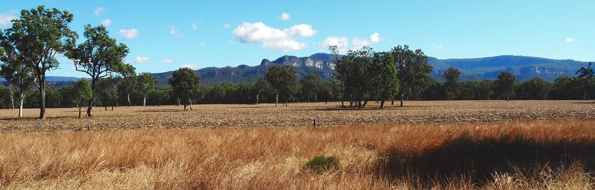 Sandstone escarpment above golden grass and gum trees at Carnarvon Gorge, Queensland