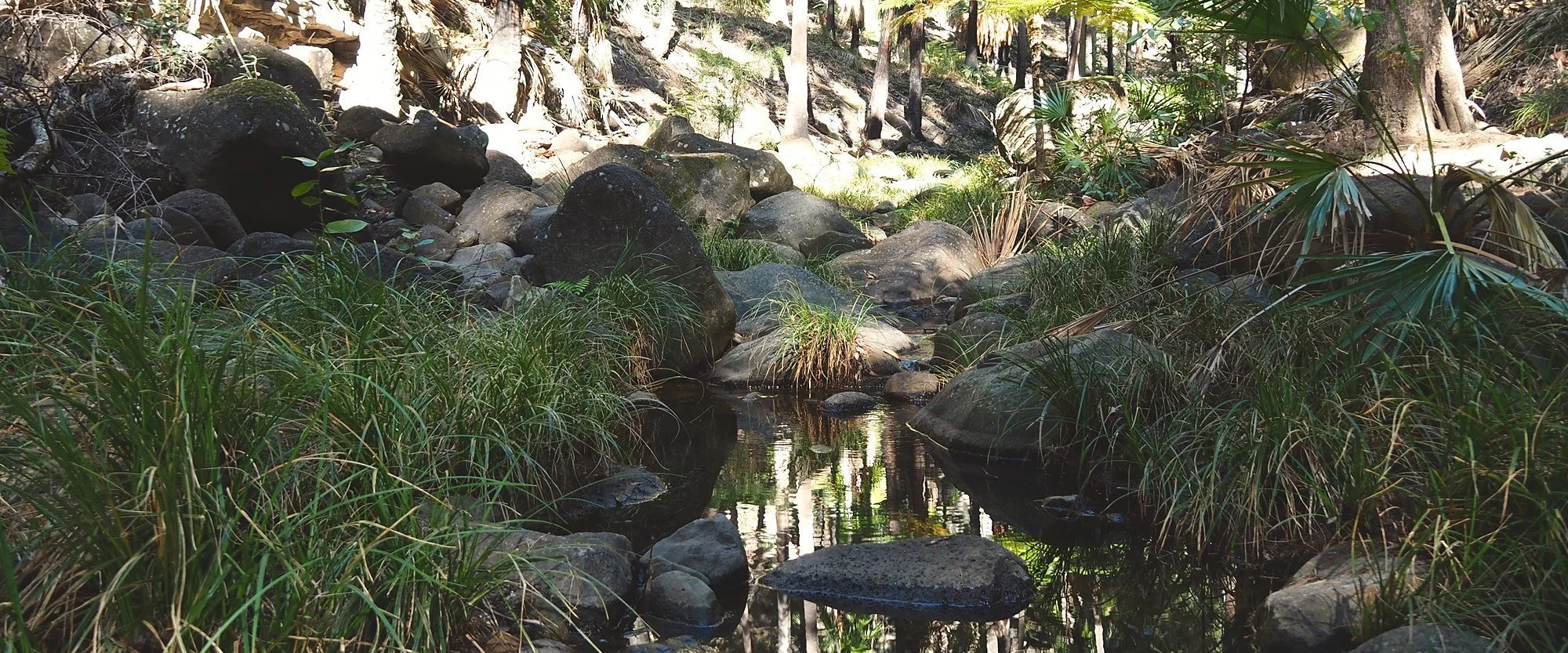 Still creek water reflecting cabbage palms among boulders and grasses at Carnarvon Gorge, Queensland