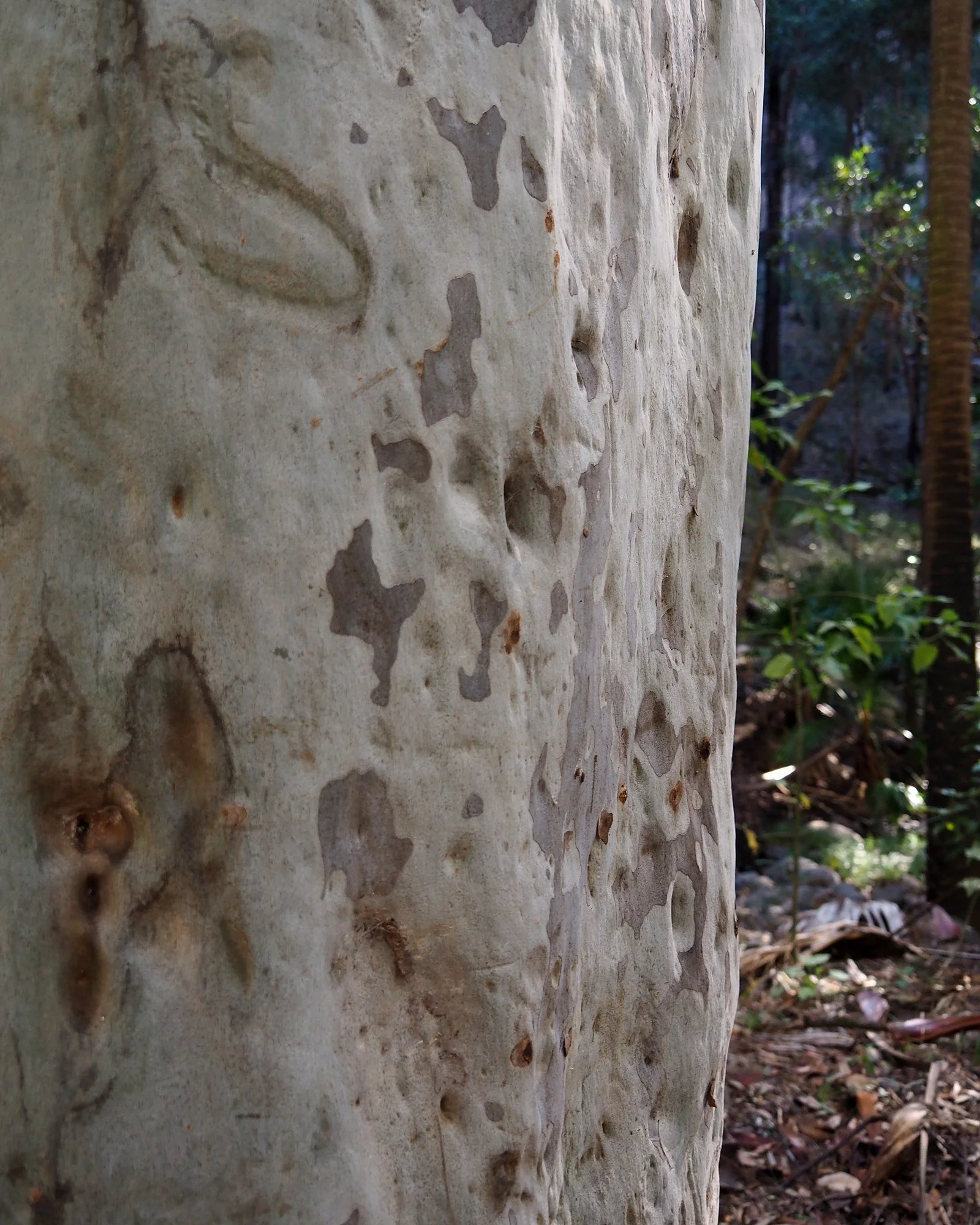 Close-up of smooth spotted gum bark at Carnarvon Gorge, Queensland