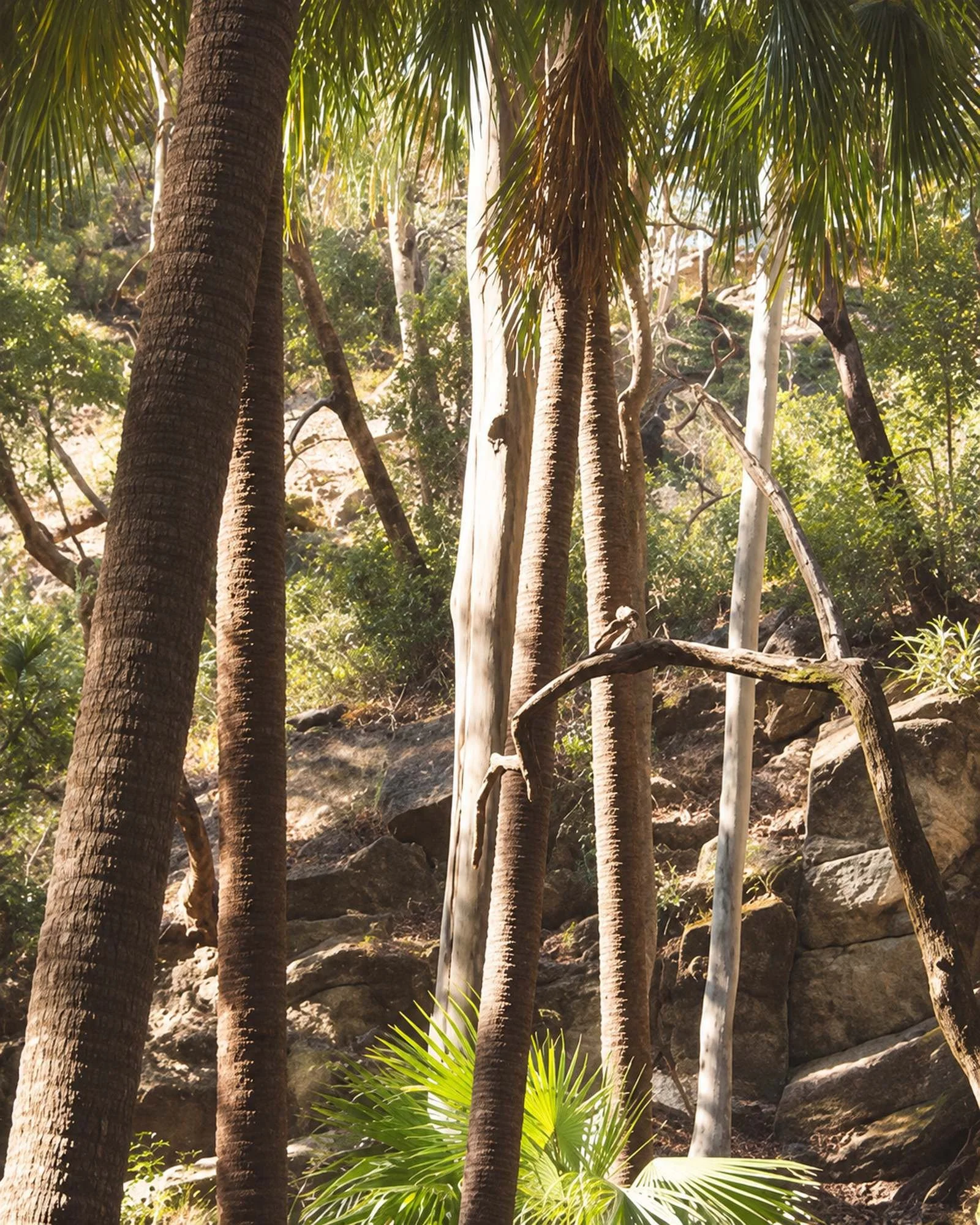 Cabbage palms and pale gum trunks rising over a sandstone slope, Carnarvon Gorge, Queensland