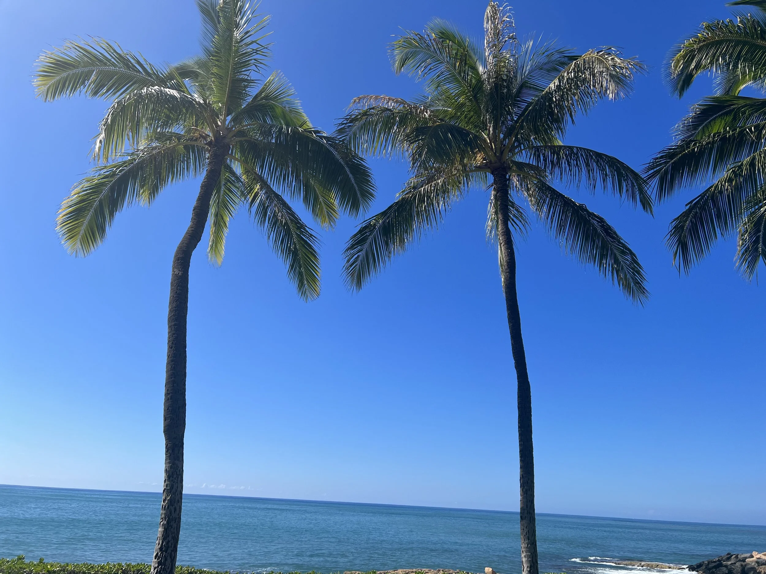 ブログ始めました！ 