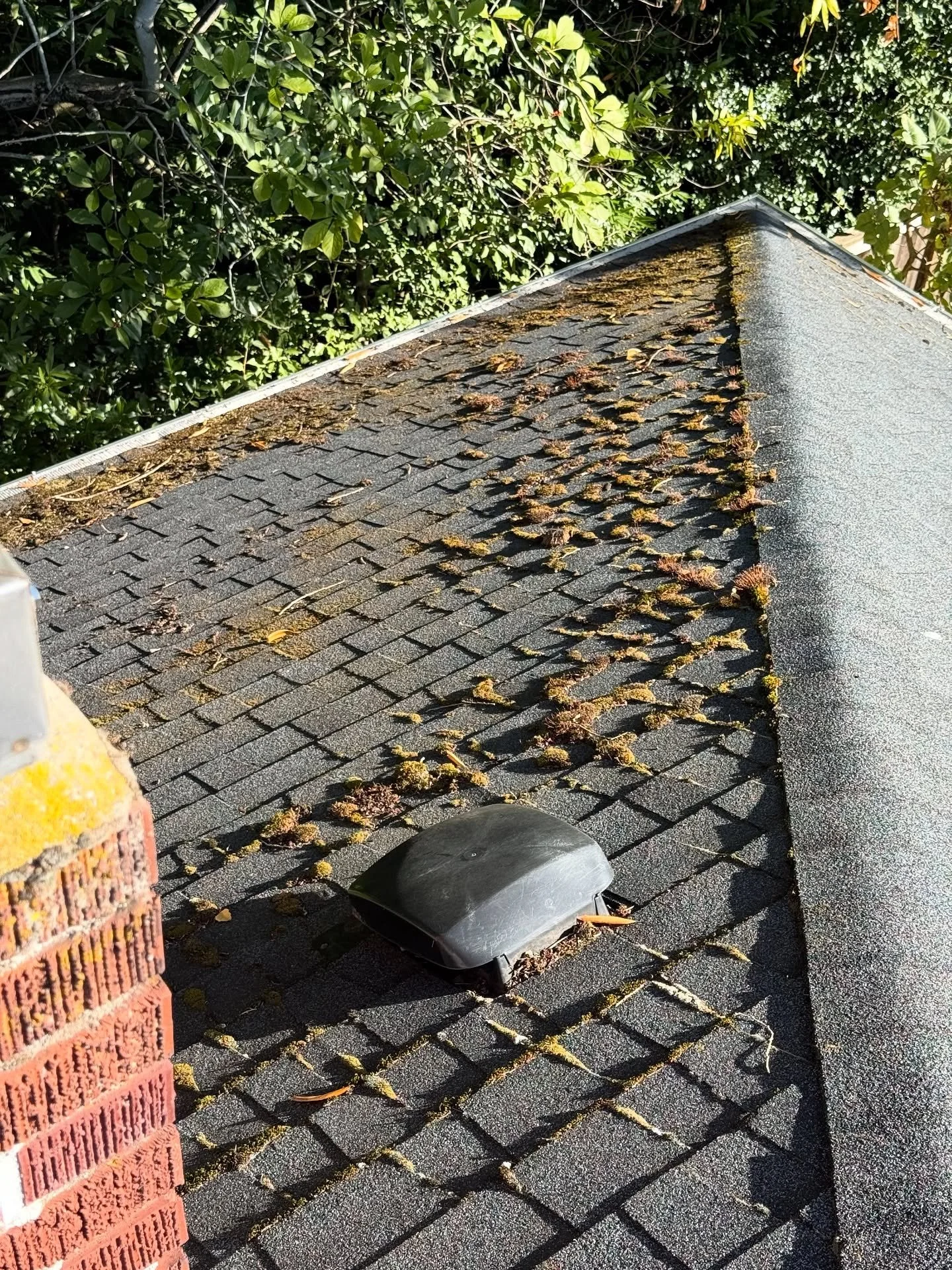 Roof cleaning from earlier this week. Happy October Portland! #pdx #moss #portlandoregon
