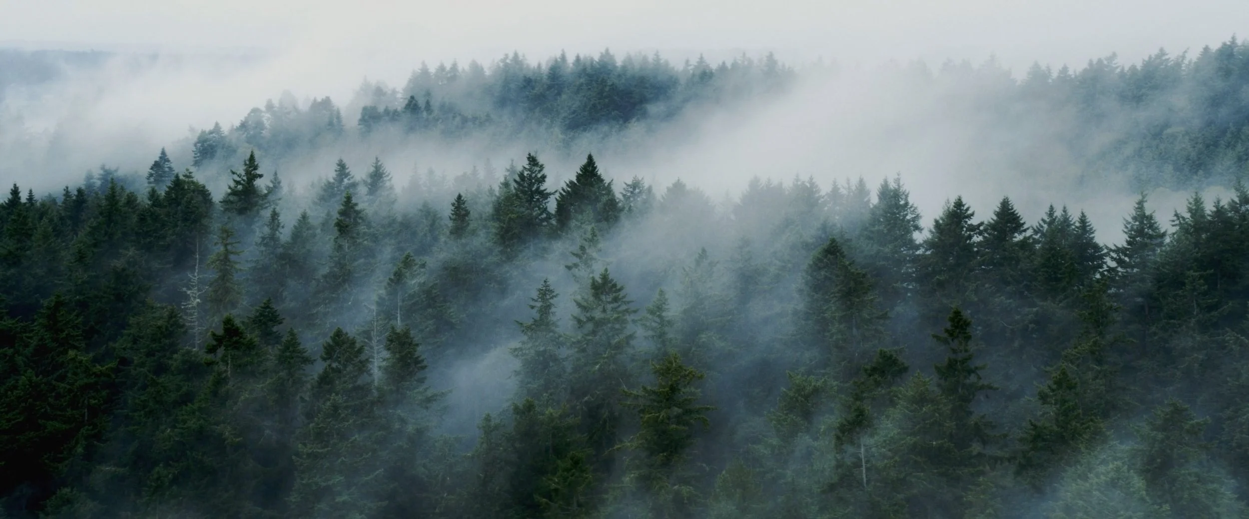 Bainbridge Island Land Trust