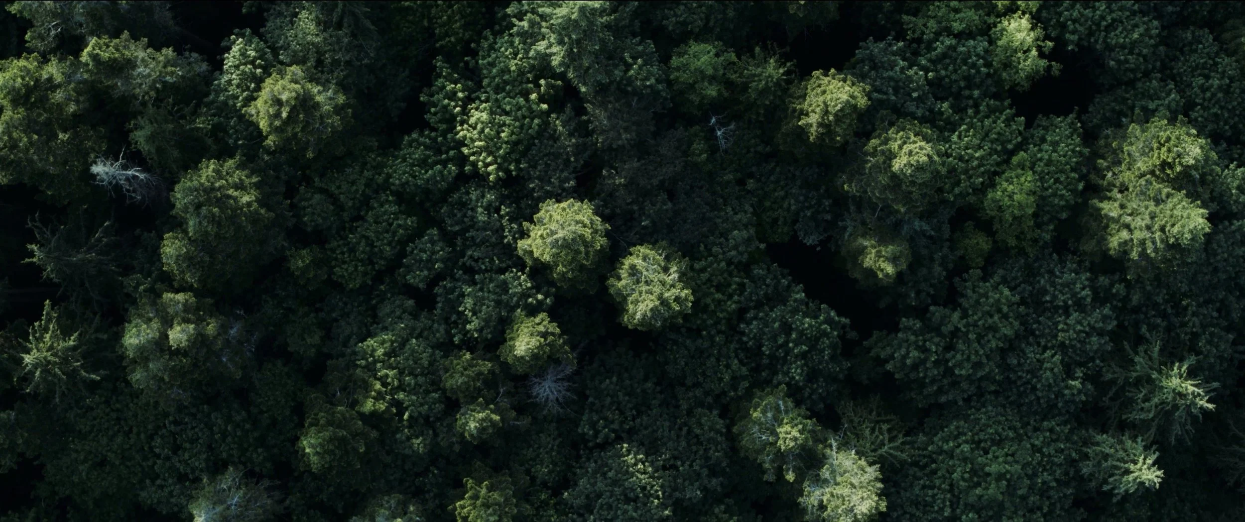 Bainbridge Island Land Trust