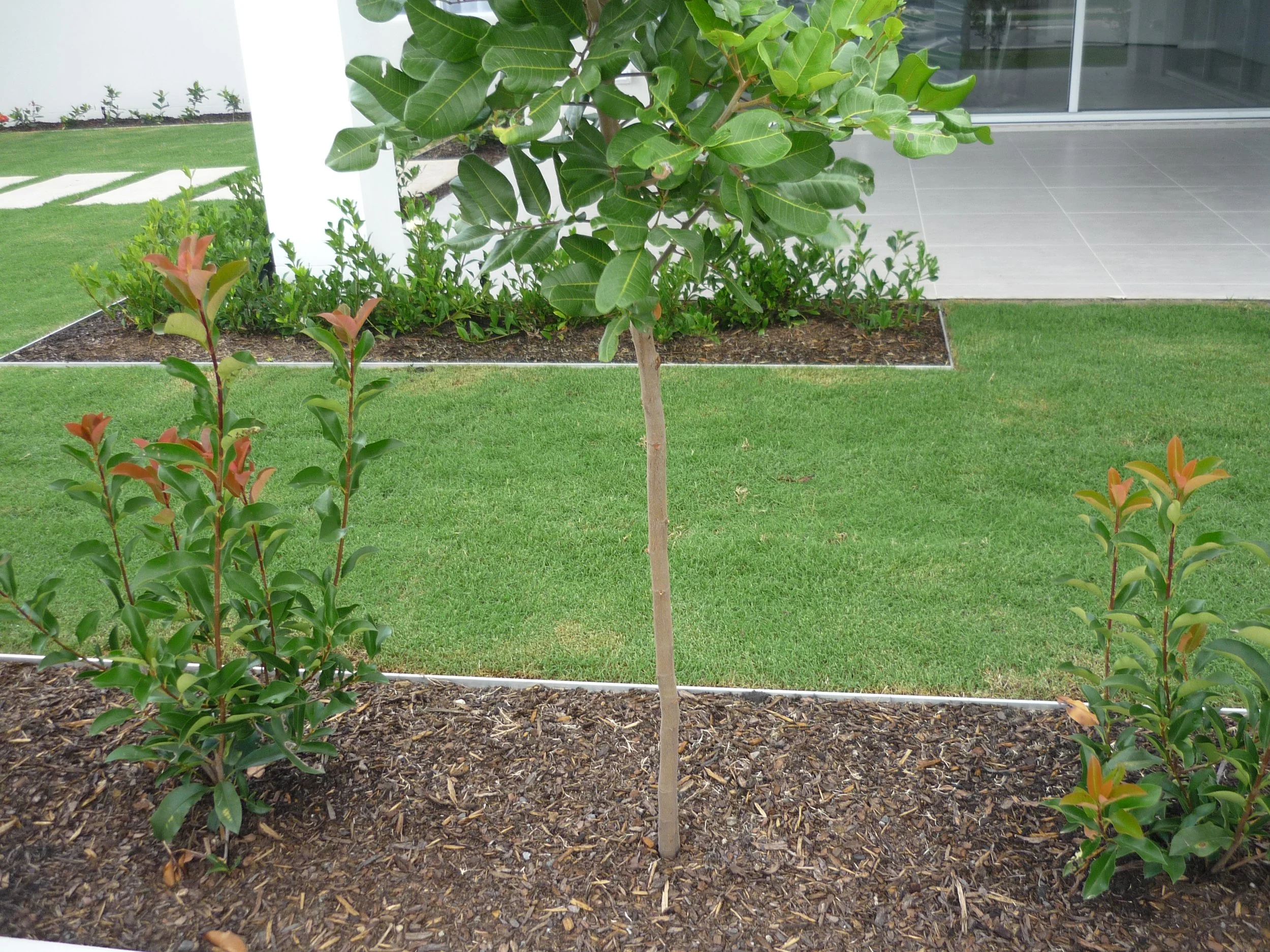 Aluminium garden edging separating lawn and mulched garden bed around a young tree.