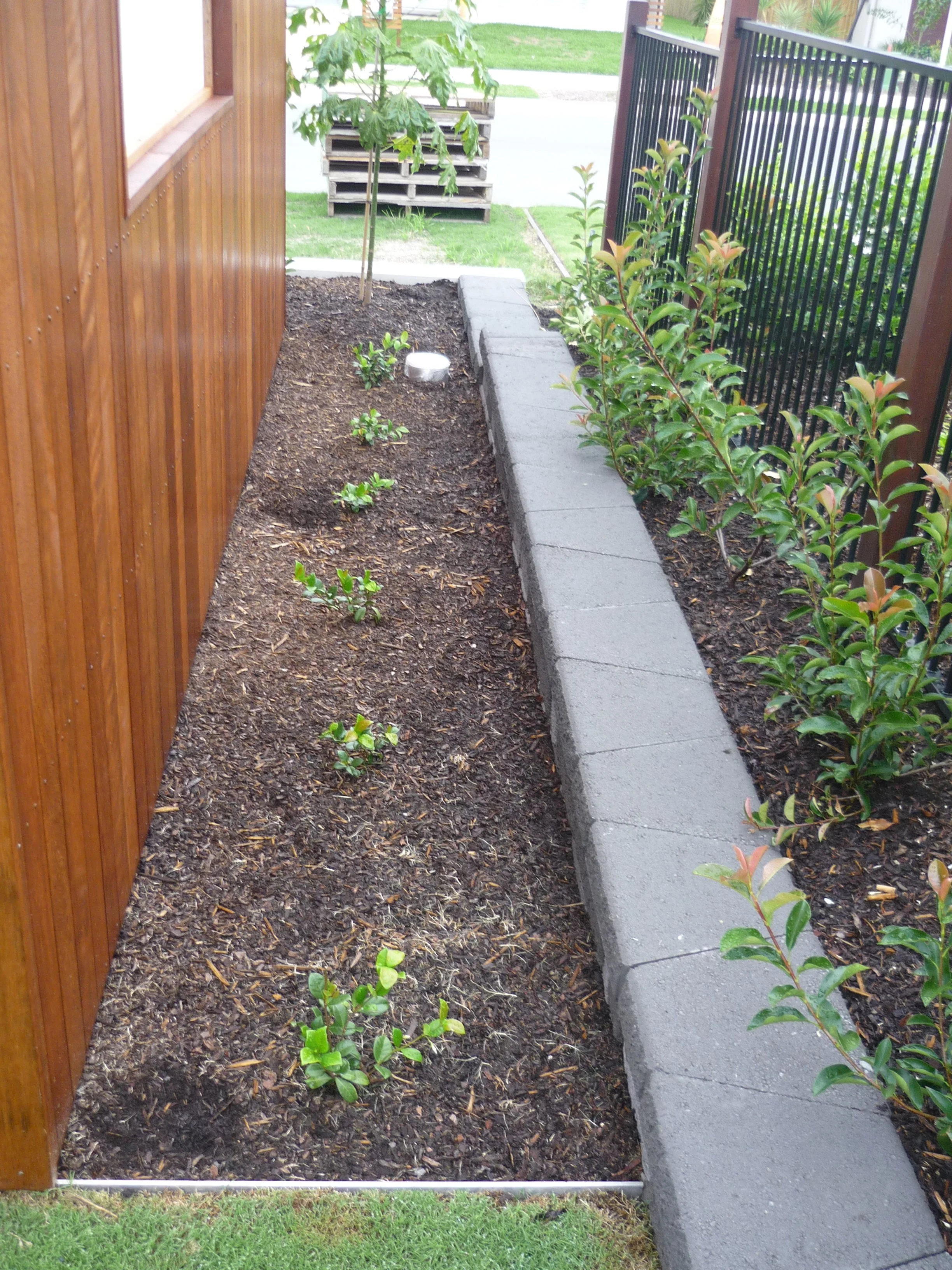 A small garden bed with young plants and a tree, separated from the grass by a low gray cinder block wall, with a wooden fence on one side and a black metal fence on the other, in a residential yard.