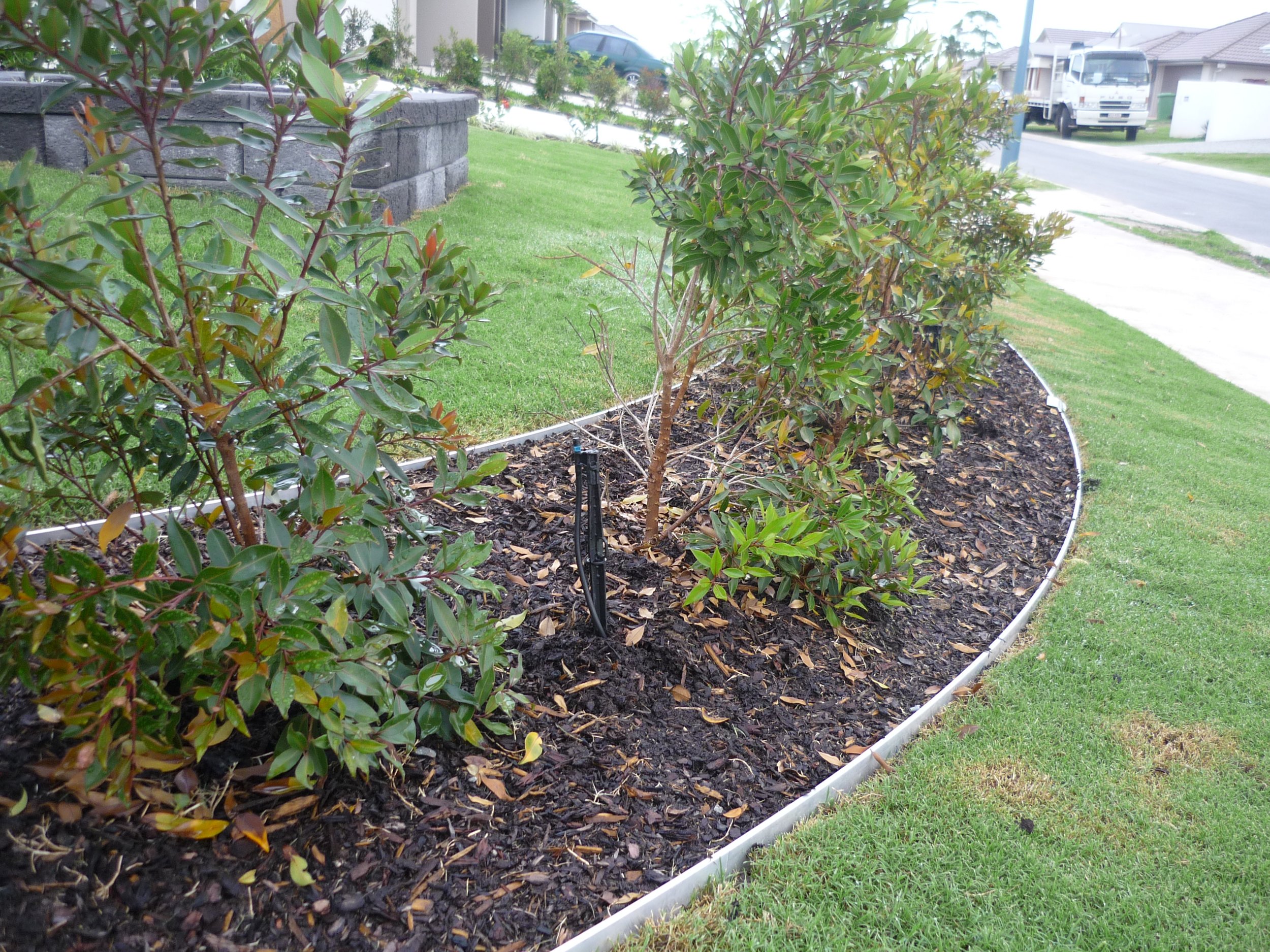 A landscaped garden bed along a sidewalk with green shrubs, dark mulch, and a white plastic edging, situated in a residential area with houses and a street in the background.