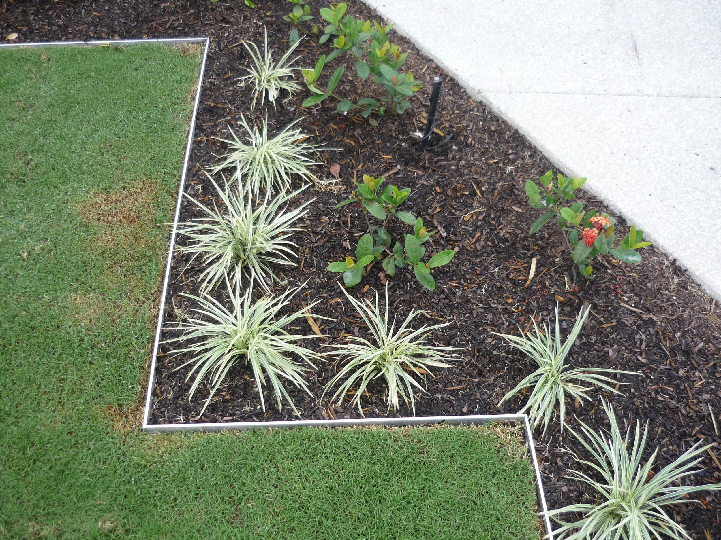 A garden bed with green and white spiky plants, small green shrubs, and a red flowering plant, bordered by a white plastic edging, next to a concrete sidewalk.
