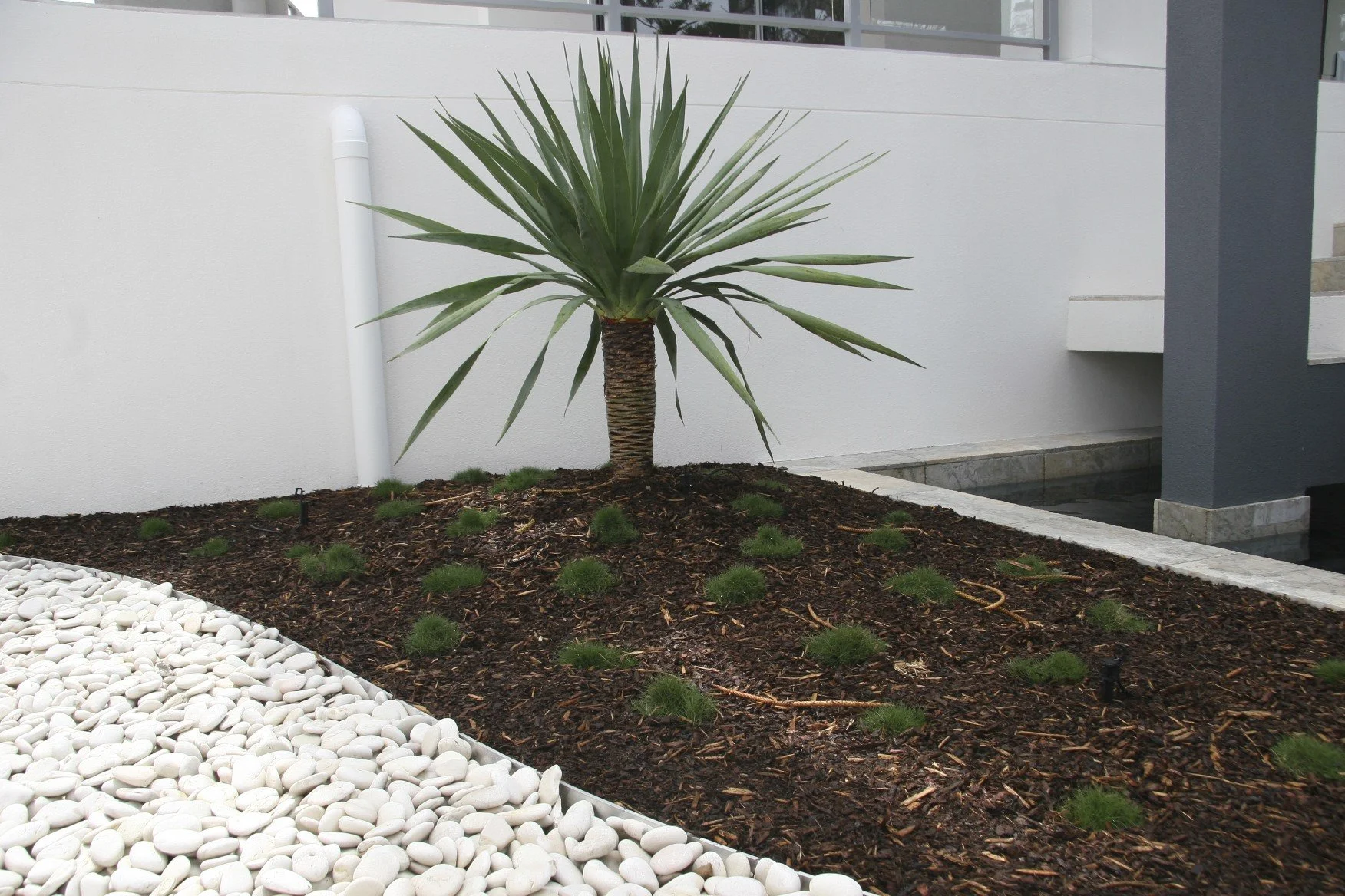 A landscaped area with a single palm tree surrounded by dark mulch, with white decorative stones on the foreground and a modern building in the background.