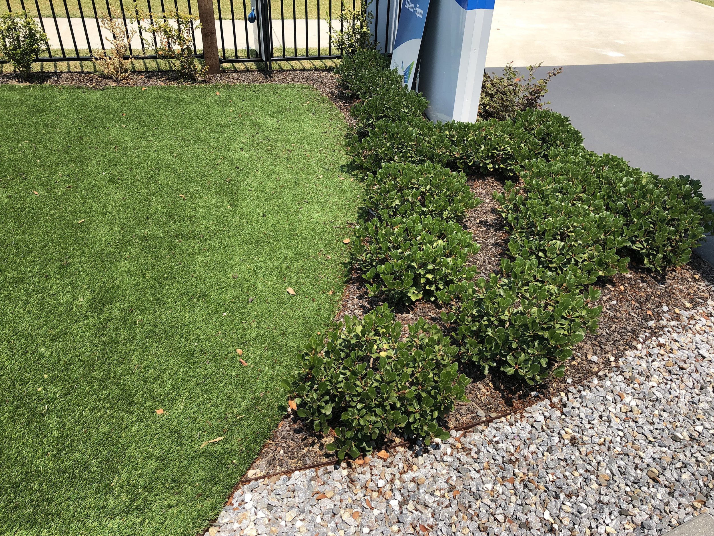 Well-maintained small green bushes with rounded leaves, planted in a row along a gravel pathway, near a metal fence and a signboard, on a sunny day.