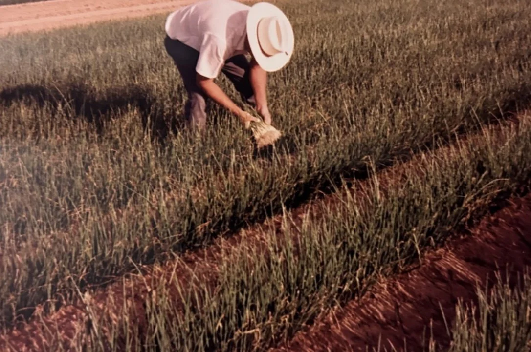 Richard checking his onion sets