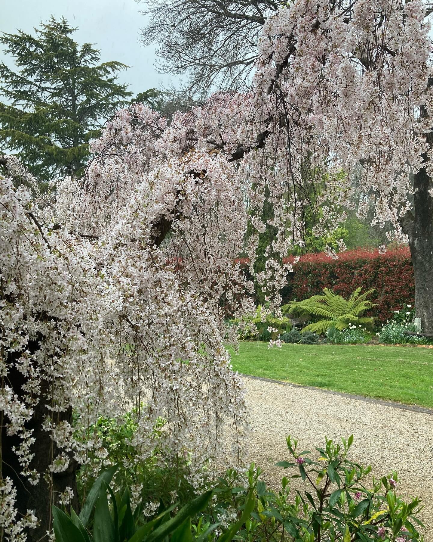 The Weeping Cherry is out and looking stunning. We&rsquo;ve had the pleasure of hosting some beautiful weddings lately&hellip; photos to come! 🌸