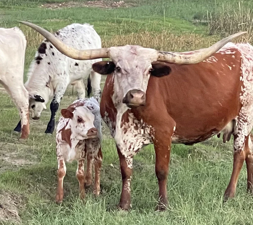 The longhorn herd gathering around the hayride in the pasture