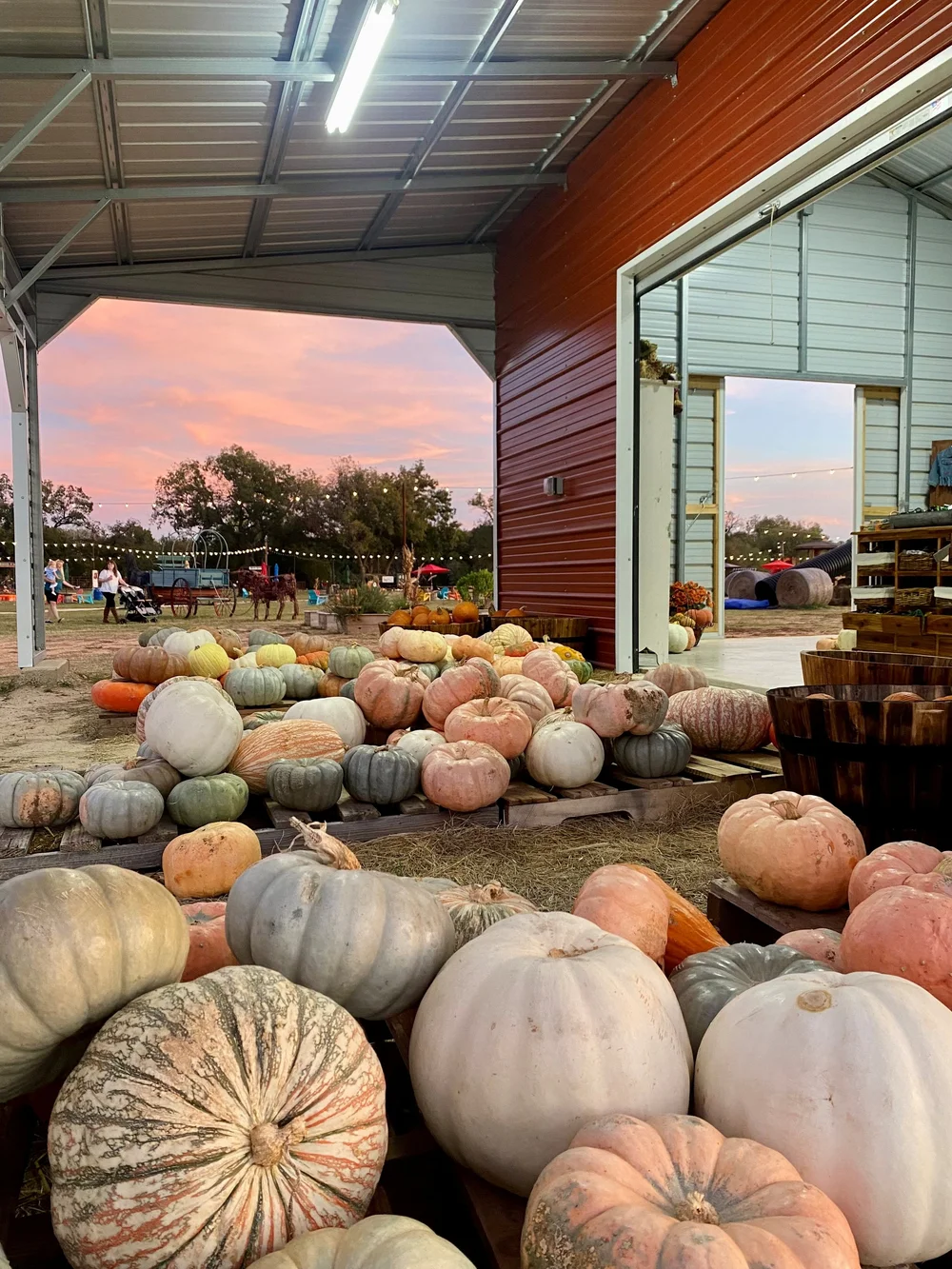 Pumpkin rows arranged around the barn for fall photos