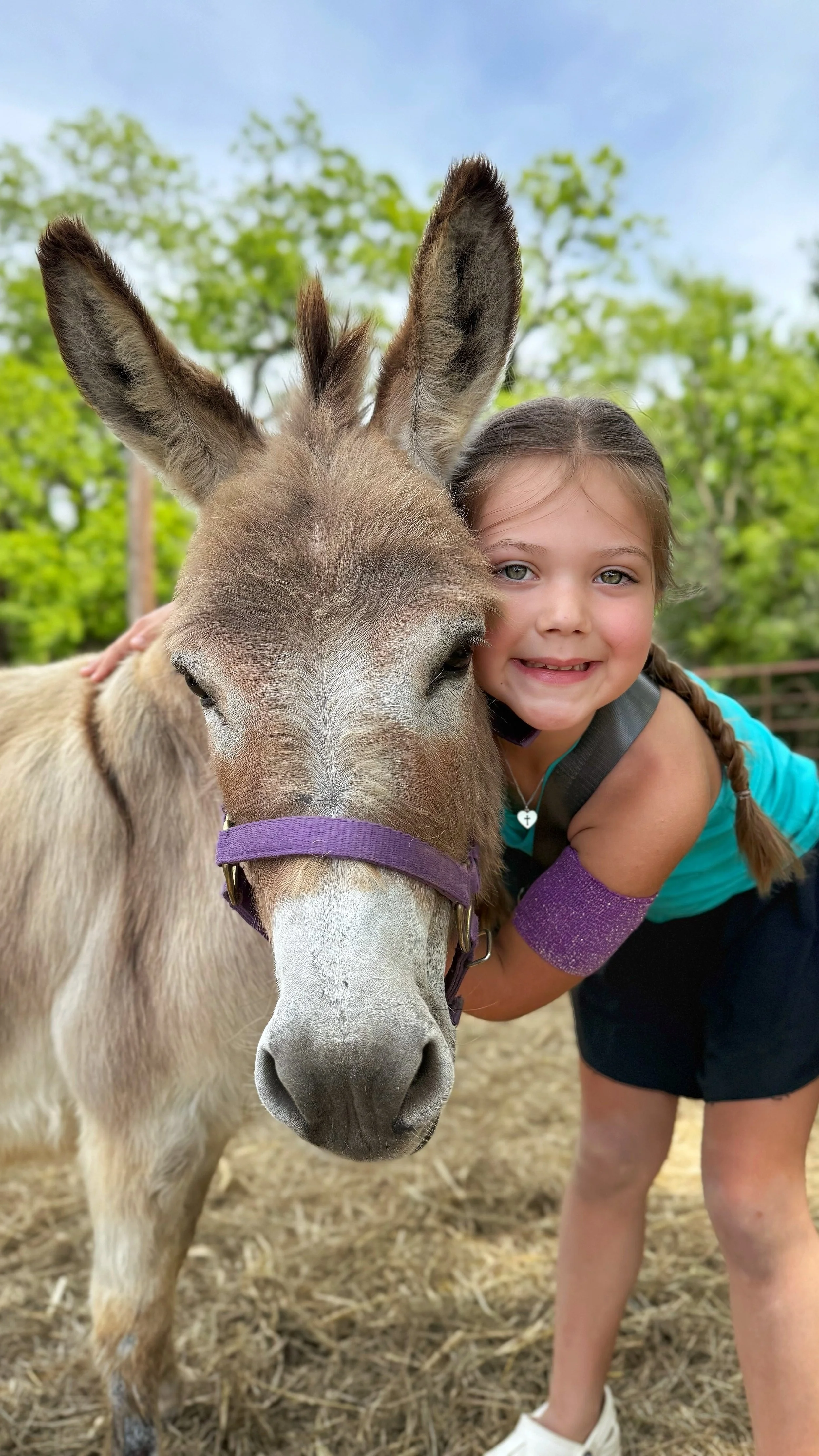 Donkey 2.jpg