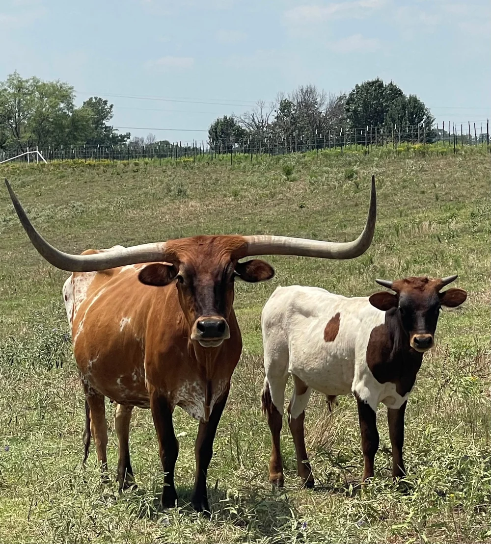 Longhorns grazing in the Ruby Creek pasture at golden hour